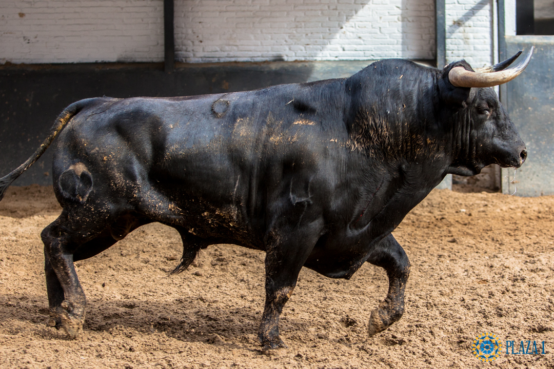 Madrid, San Isidro, 24 de mayo de 2018. Sorteo