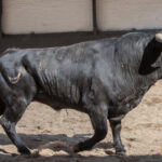 Sorteo, Madrid 6 de mayo de 2018