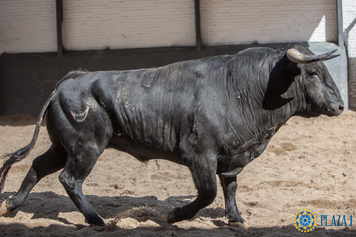 Sorteo, Madrid 6 de mayo de 2018