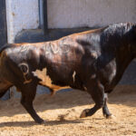 Sorteo, Madrid 19 de mayo de 2018