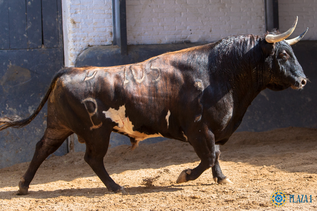 Sorteo, Madrid 19 de mayo de 2018