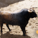 Sorteo, Sevilla 6 de mayo de 2018