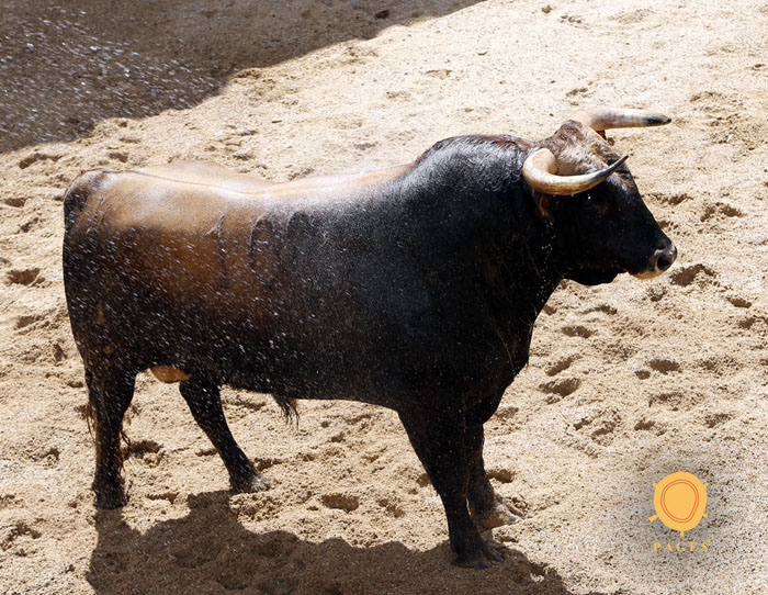 Sorteo, Sevilla 6 de mayo de 2018