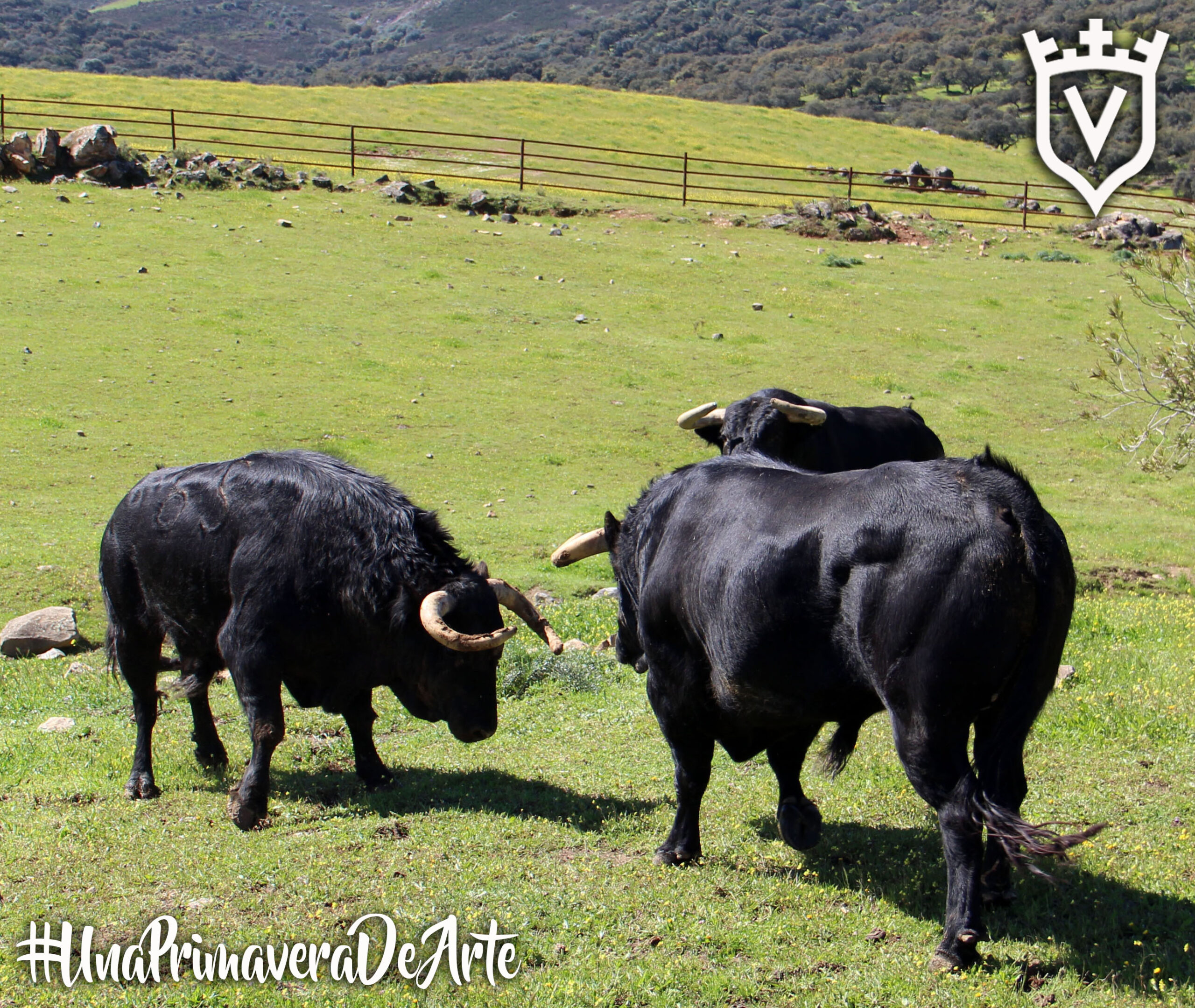 Toros de Juan Pedro Domecq para el sábado, 19 de mayo.
