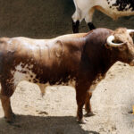 Sorteo, Sevilla 6 de mayo de 2018