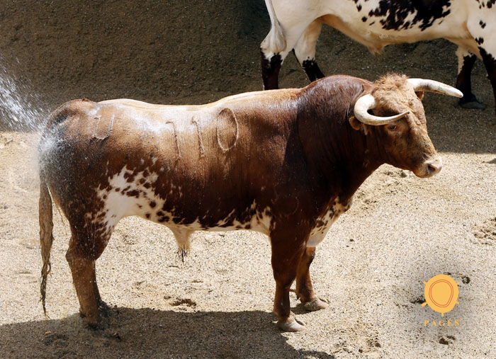 Sorteo, Sevilla 6 de mayo de 2018