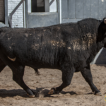 Sorteo, Madrid 6 de mayo de 2018