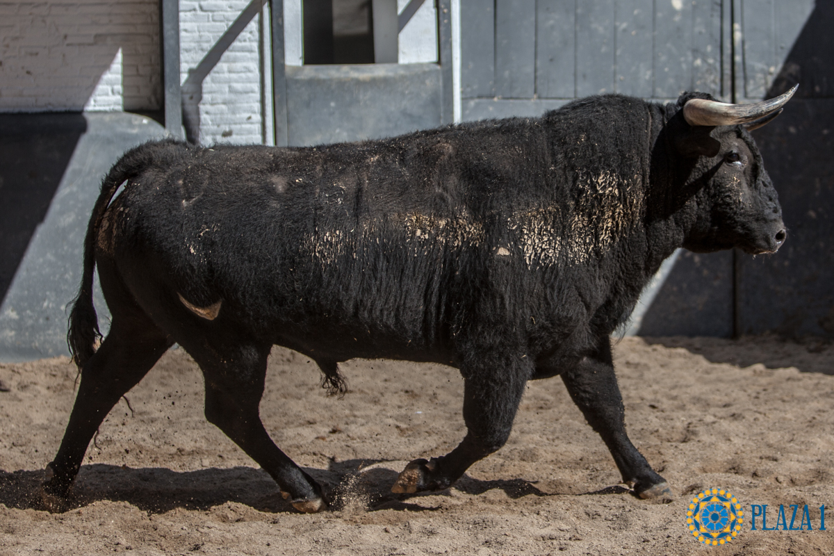 Sorteo, Madrid 6 de mayo de 2018