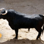 Sorteo, Sevilla 6 de mayo de 2018