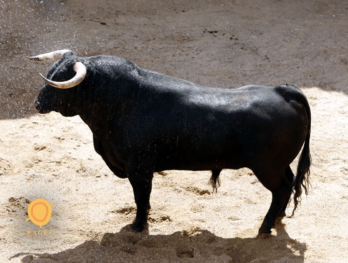 Sorteo, Sevilla 6 de mayo de 2018