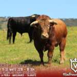 Toros de Juan Pedro Domecq para el sábado, 19 de mayo.
