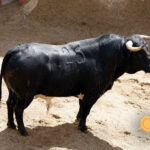 Sorteo, Sevilla 6 de mayo de 2018