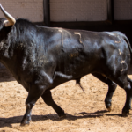 Sorteo, Madrid 13 de mayo de 2018