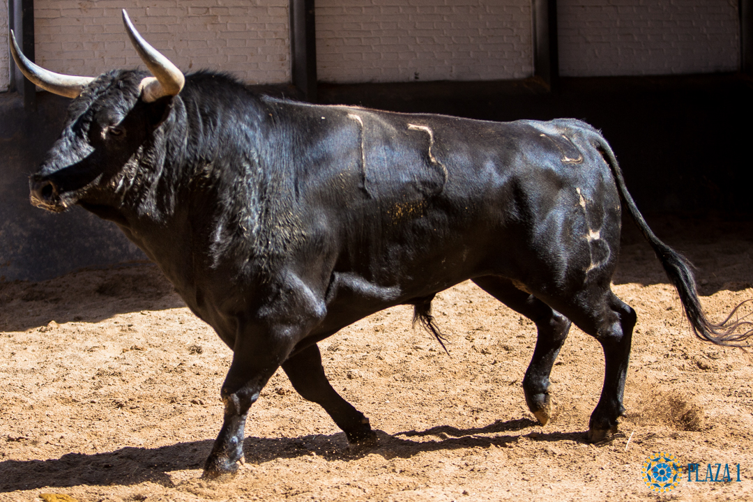 Sorteo, Madrid 13 de mayo de 2018