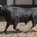 Sorteo, Madrid 6 de mayo de 2018