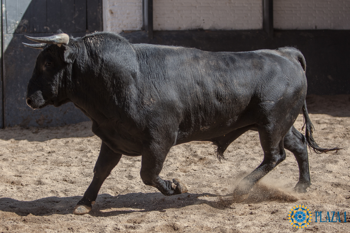 Sorteo, Madrid 6 de mayo de 2018