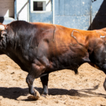 Sorteo, Madrid 13 de mayo de 2018