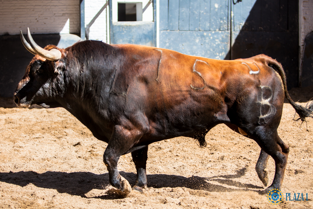Sorteo, Madrid 13 de mayo de 2018