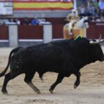 Madrid, San Isidro, 10 de mayo de 2018. Toros de Fuente Ymbro para Joselito Adame, Román y José Garrido