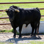 Toros de Juan Pedro Domecq para el sábado, 19 de mayo.