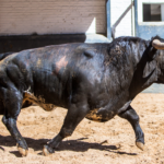 Sorteo, Madrid 13 de mayo de 2018