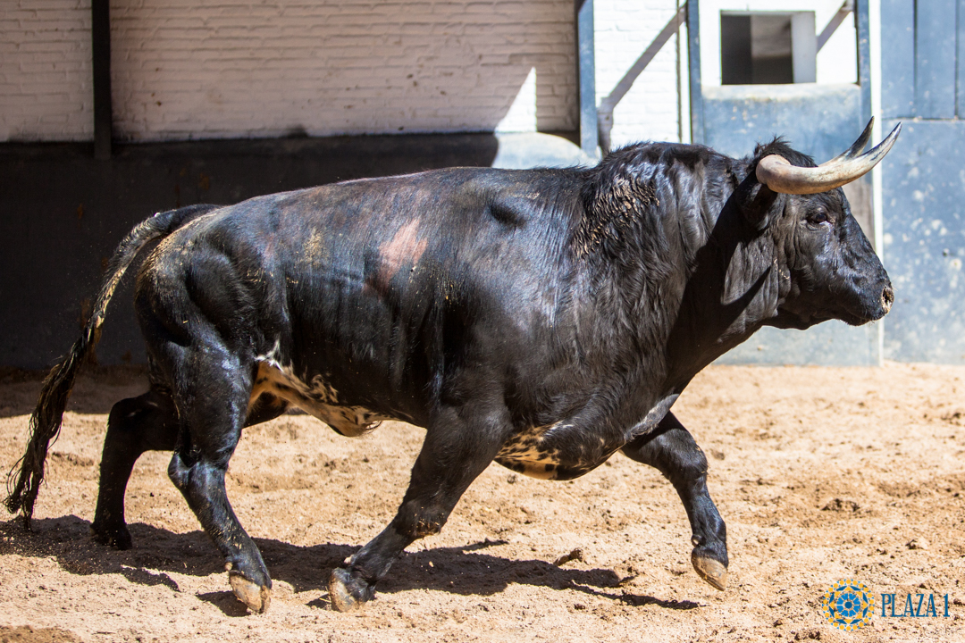 Sorteo, Madrid 13 de mayo de 2018