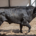 Sorteo, Madrid 6 de mayo de 2018