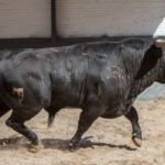 Sorteo, Madrid 6 de mayo de 2018