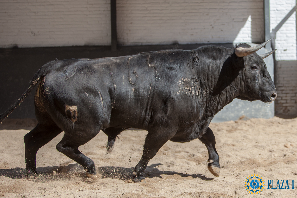 Sorteo, Madrid 6 de mayo de 2018