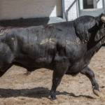 Sorteo, Madrid 6 de mayo de 2018