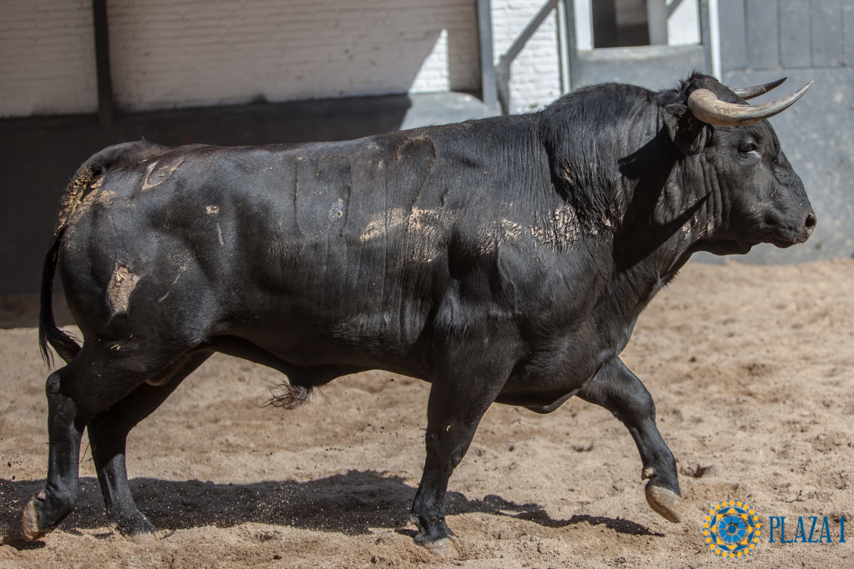 Sorteo, Madrid 6 de mayo de 2018