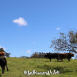 Toros de Juan Pedro Domecq para el sábado, 19 de mayo.