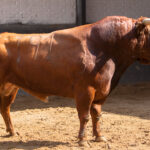 Sorteo, Madrid 19 de mayo de 2018