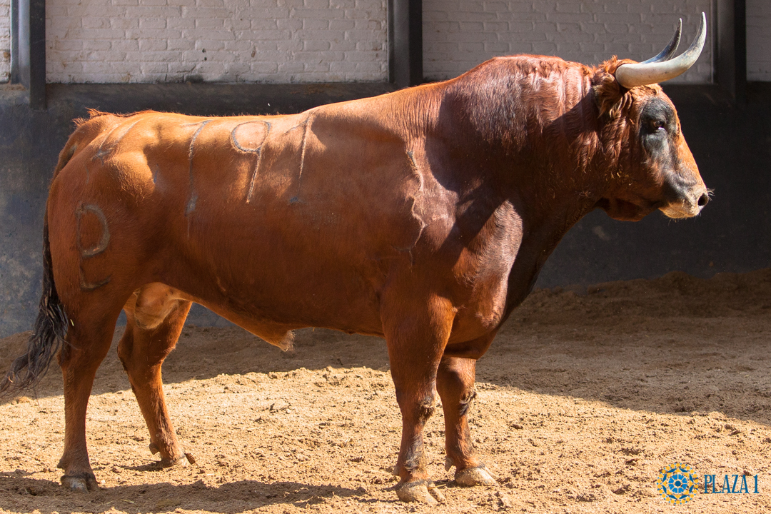 Sorteo, Madrid 19 de mayo de 2018