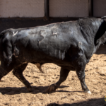 Novillos de López Gibaja para la novillada del 1 de mayo de 2018 en Las Ventas