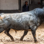 Madrid, San Isidro, 8 de mayo de 2017. Novillada de Guadaira