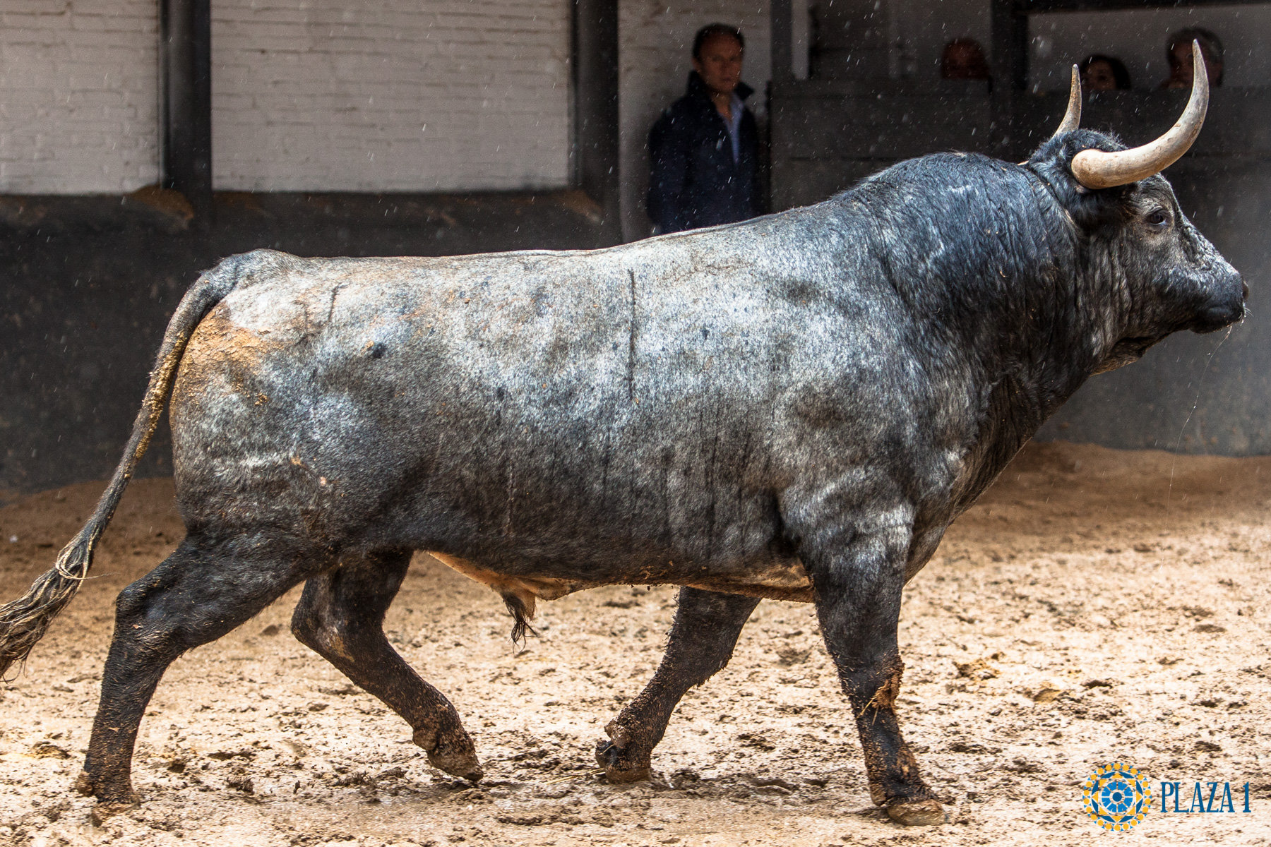 Madrid, San Isidro, 8 de mayo de 2017. Novillada de Guadaira