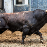 Vic-Fezensac, matinal 19 de mayo 2018