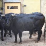 Madrid, San Isidro, 10 de mayo de 2018. Corrida de Fuente Ymbro