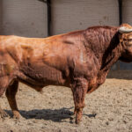 Madrid, San Isidro, 15 de mayo de 2018. Toros de Puerto de San Lorenzo