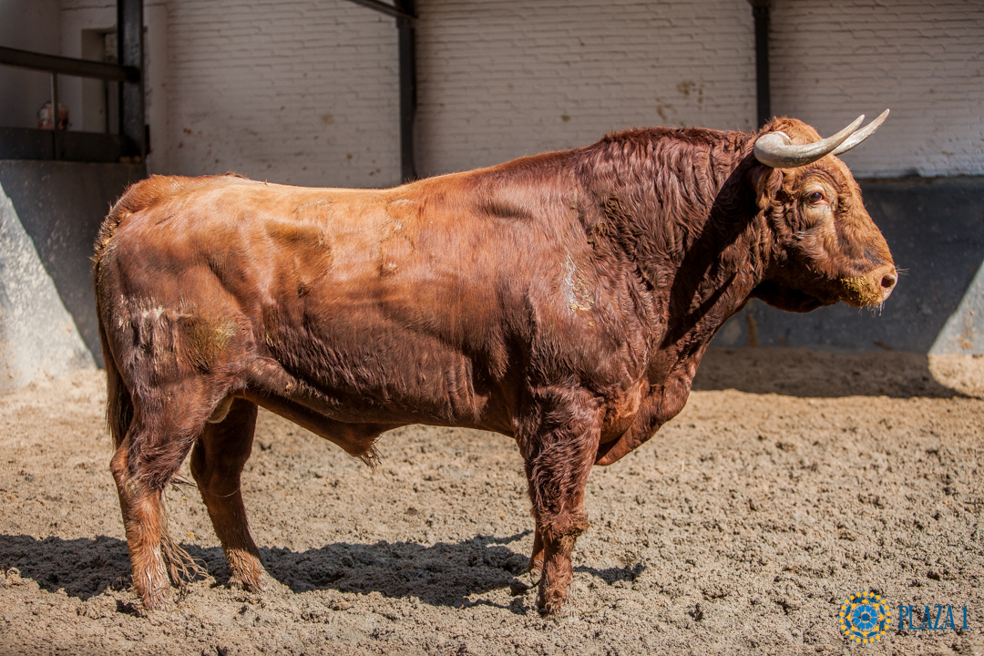 Madrid, San Isidro, 15 de mayo de 2018. Toros de Puerto de San Lorenzo