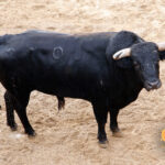 Sevilla, 31 de mayo de 2018. Novillos de El Parralejo