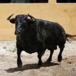Granada, Feria del Corpus, 31 de mayo de 2018. Toros de Salvador Gavira