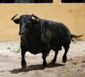 Granada, Feria del Corpus, 31 de mayo de 2018. Toros de Salvador Gavira