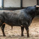 Madrid, San Isidro, jueves 17 de mayo de 2018. Sorteo de los toros de Juan Pedro Domecq