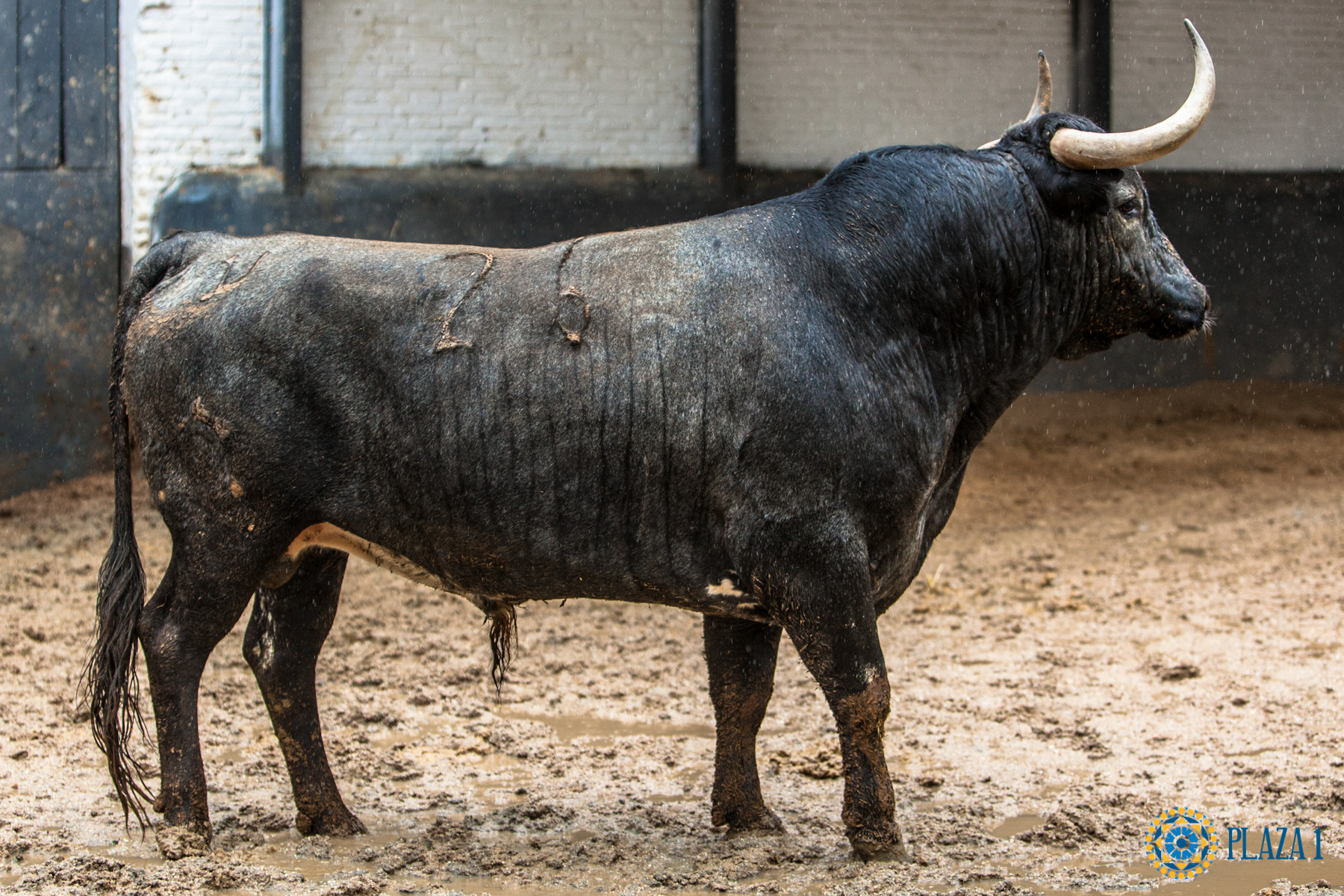 Madrid, San Isidro, jueves 17 de mayo de 2018. Sorteo de los toros de Juan Pedro Domecq