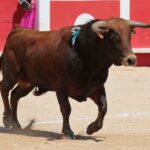 Nimes, matinal 19 de mayo de 2018
