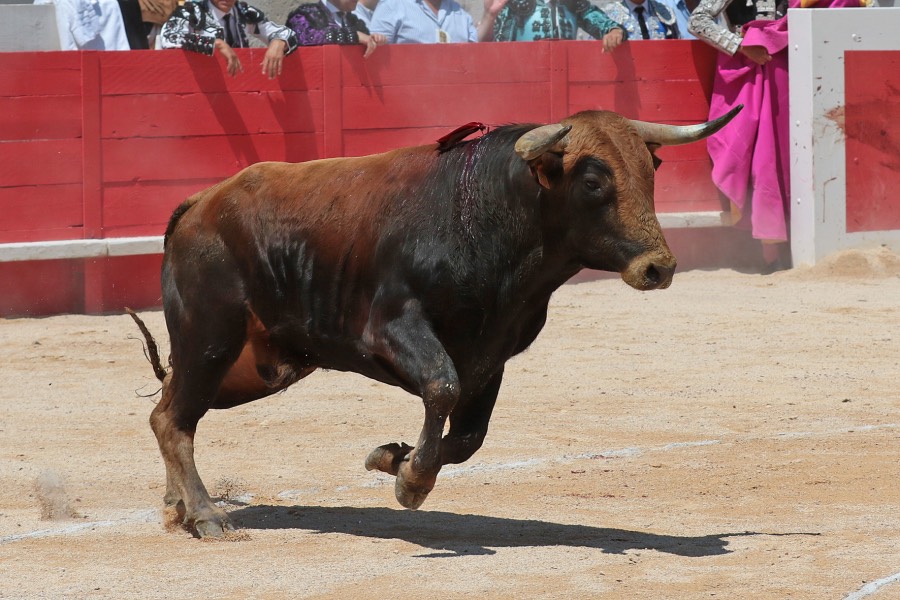 Nimes, matinal 19 de mayo de 2018