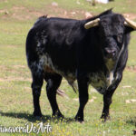 Toros de Juan Pedro Domecq para el sábado, 19 de mayo.