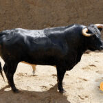 Sorteo, Sevilla 6 de mayo de 2018